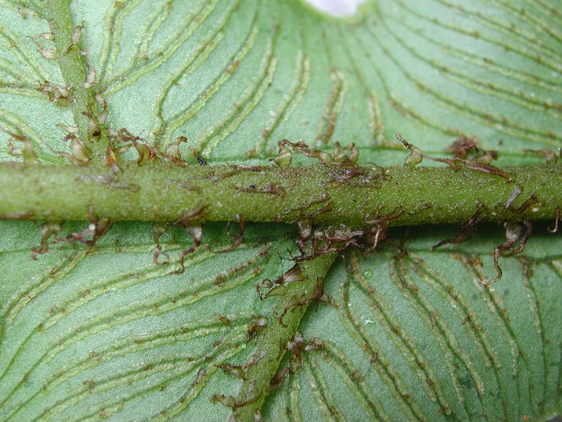 Athyriaceae Diplazium matamense