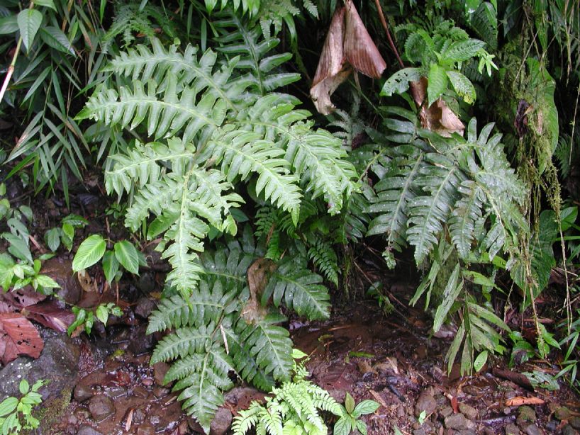 Athyriaceae Diplazium ceratolepis