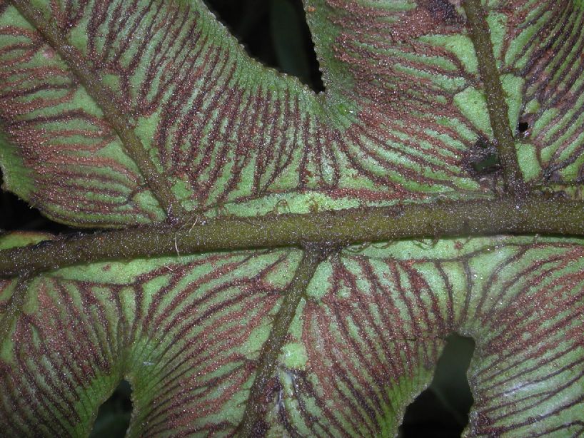 Athyriaceae Diplazium ceratolepis