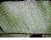 image of Campyloneurum brevifolium