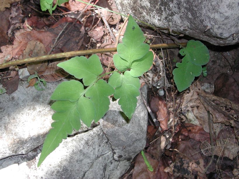 Pteridaceae Cheilanthes skinneri