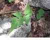 image of Cheilanthes skinneri