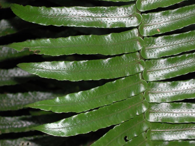 Lomariopsidaceae Cyclopeltis semicordata