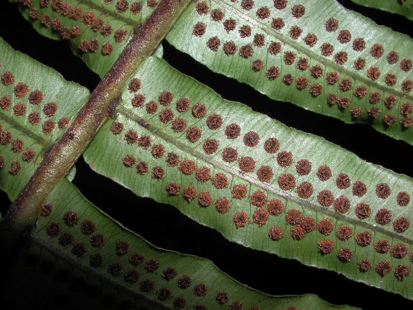 Lomariopsidaceae Cyclopeltis semicordata