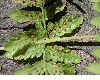 image of Cystopteris bulbifera