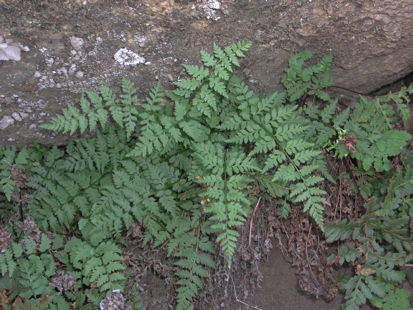 Cystopteridaceae Cystopteris fragilis