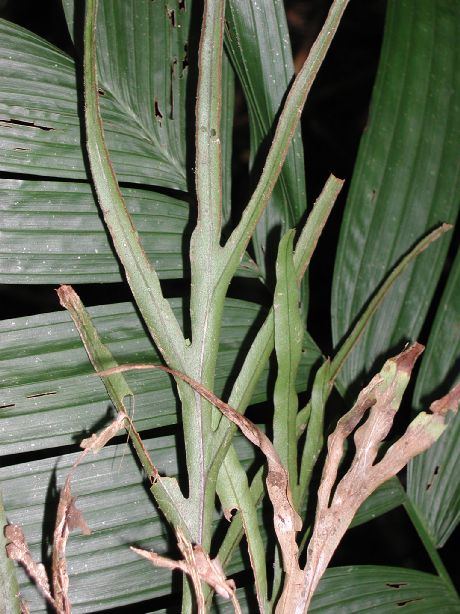 Polypodiaceae Pleopeltis christensenii