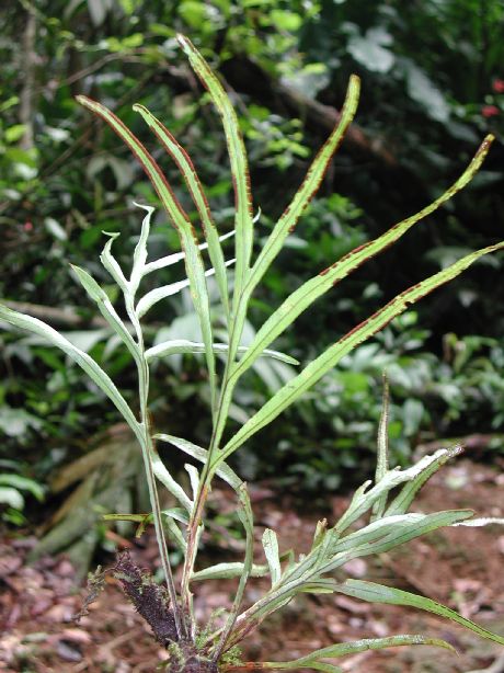 Polypodiaceae Pleopeltis christensenii