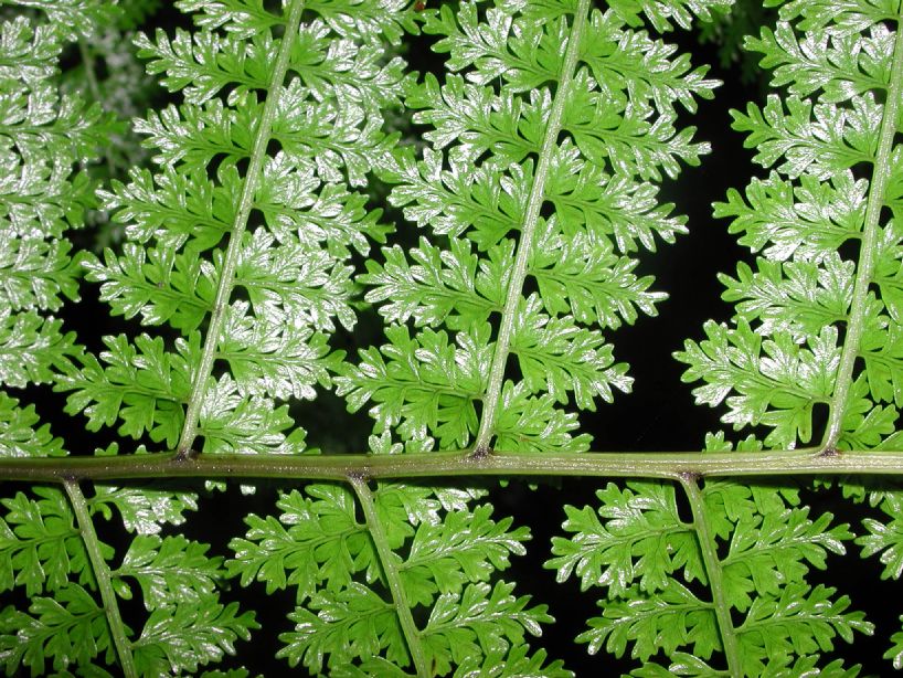Athyriaceae Diplazium myriomerum