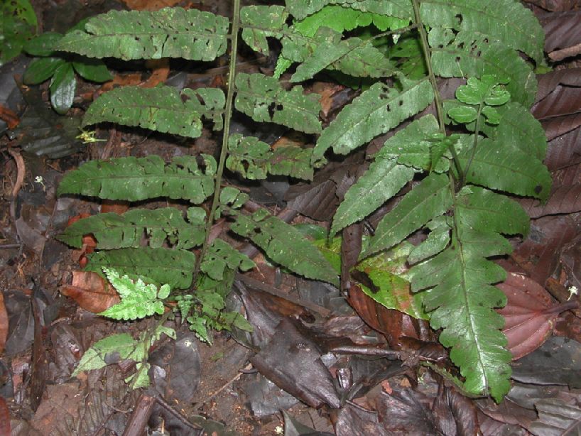 Athyriaceae Diplazium obscurum