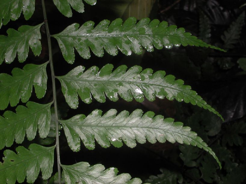 Athyriaceae Diplazium prominulum