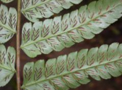 Athyriaceae diplazium striatastrum