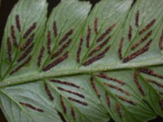 Athyriaceae Diplazium striatastrum