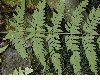 image of Dryopteris patula