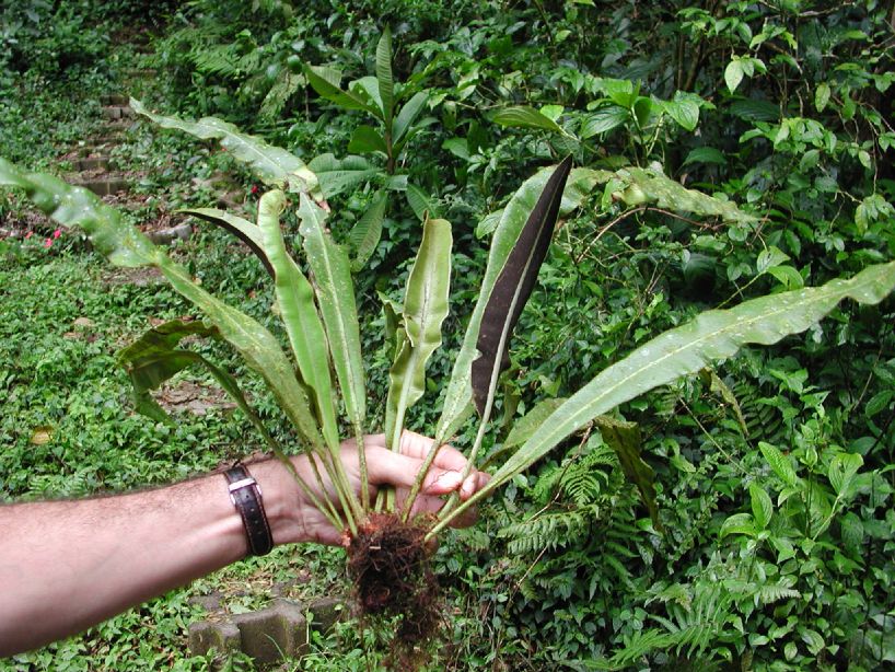 Dryopteridaceae Elaphoglossum auripilum