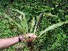image of Elaphoglossum auripilum