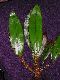 image of Elaphoglossum decoratum