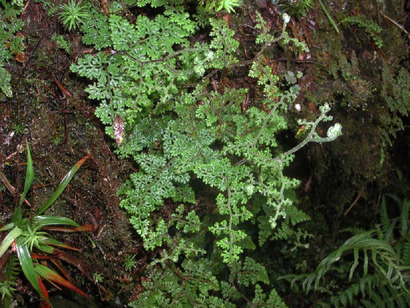 Pteridaceae Jamesonia flexuosa