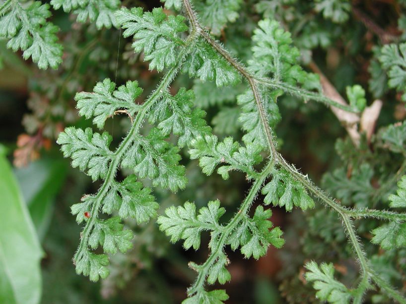 Pteridaceae Jamesonia flexuosa