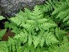 image of Gymnocarpium dryopteris