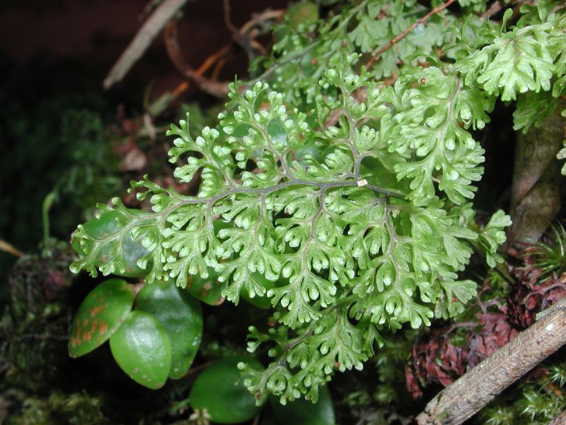 Hymenophyllaceae Hymenophyllum polyanthos