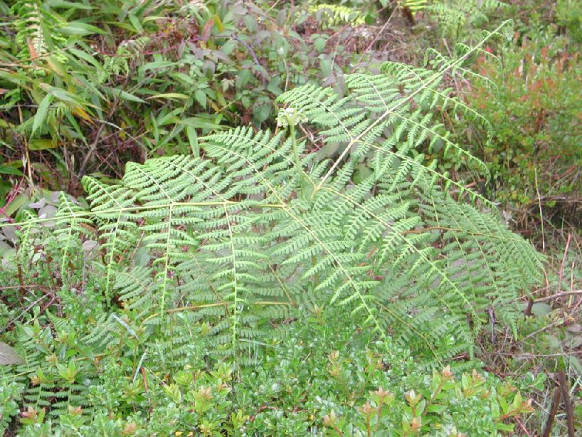 Dennstaedtiaceae Hypolepis zimmerae