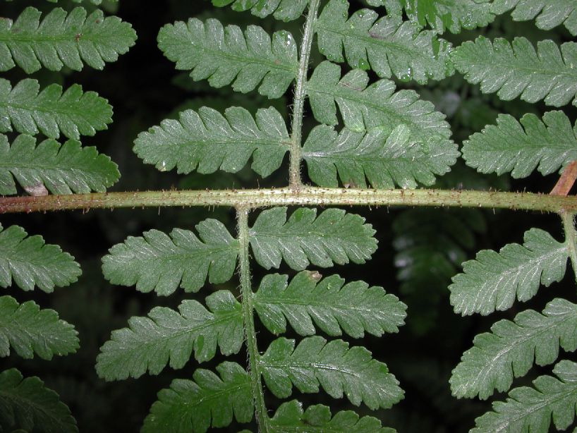 Dennstaedtiaceae Hypolepis repens