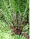 image of Matteuccia struthiopteris