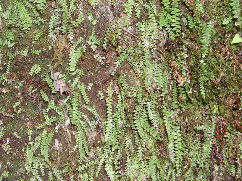 Grammitidaceae Terpsichore anfractuosa