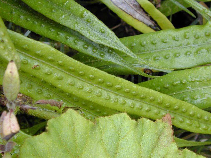Polypodiaceae Microgramma percussa