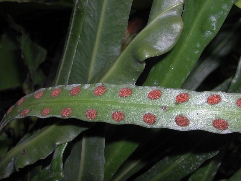 Polypodiaceae Microgramma percussa