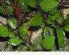 image of Microgramma reptans
