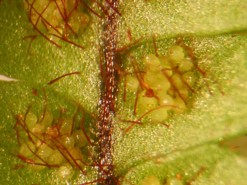 Grammitidaceae Moranopteris 