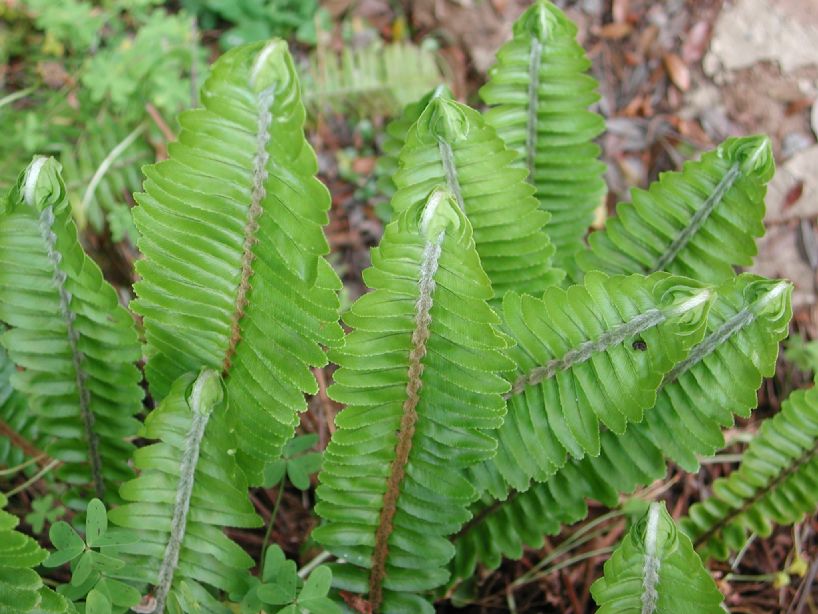 Nephrolepidaceae Nephrolepis cordifolia