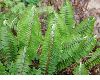 image of Nephrolepis cordifolia