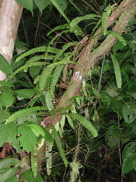 Nephrolepidaceae Nephrolepis pectinata