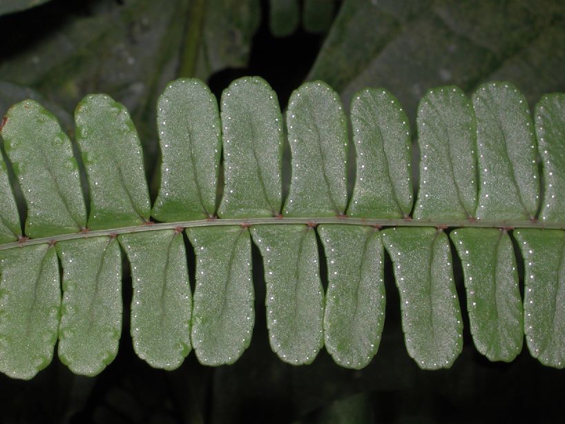 Nephrolepidaceae Nephrolepis pectinata