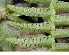 image of Nephrolepis undulata