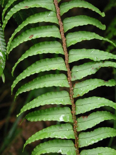 Nephrolepidaceae Nephrolepis pendula