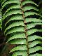image of Nephrolepis pendula