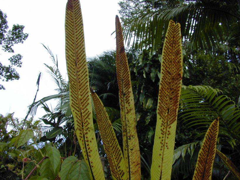Polypodiaceae Niphidium crassifolium