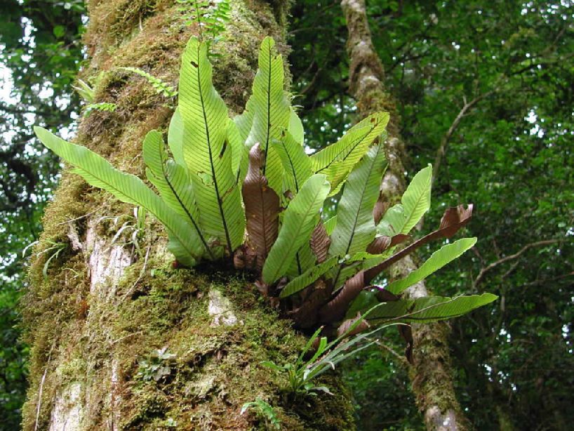 Polypodiaceae Niphidium nidulare
