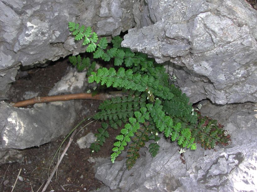 Pteridaceae Notholaena meridionalis