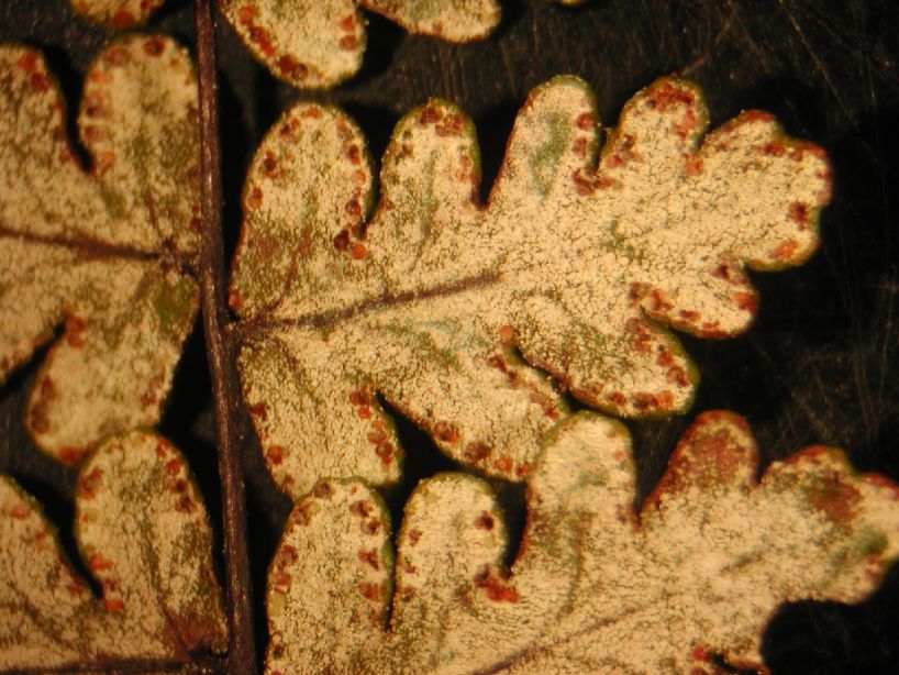 Pteridaceae Notholaena meridionalis