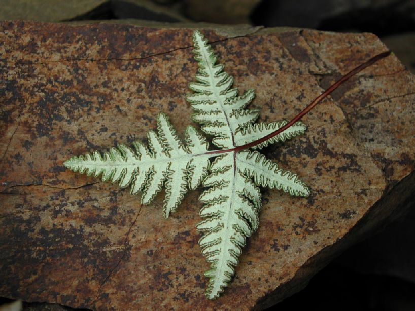 Pteridaceae Notholaena standleyi