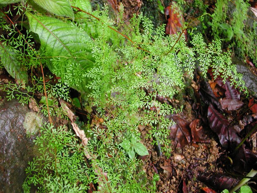 Lindsaeaceae Odontosoria gymnogrammoides