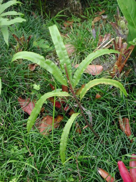 Oleandraceae Oleandra costaricensis