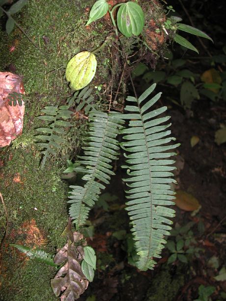 Polypodiaceae Pecluma 