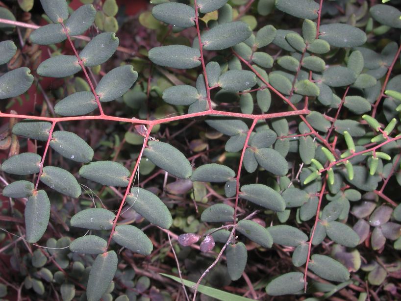 Pteridaceae Pellaea andromedifolia