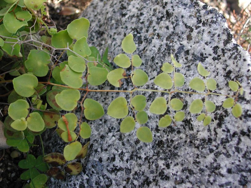 Pteridaceae Pellaea ovata